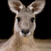 My project in Expressive Animal Portraits in Watercolor course. Un proyecto de Ilustración tradicional, Pintura a la acuarela, Dibujo realista e Ilustración naturalista				 de Sally Cleary - 04.01.2022