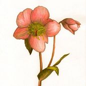 Mój projekt z kursu: Ilustracja botaniczna akwarelą. Traditional illustration, Fine Arts, Painting, Drawing, Watercolor Painting, and Botanical Illustration project by magda_op - 01.04.2022