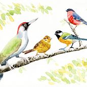 My project in Artistic Watercolor Techniques for Illustrating Birds course. Traditional illustration, Watercolor Painting, Realistic Drawing, and Naturalistic Illustration project by Neil Smith - 01.04.2022