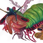 Mi Proyecto del curso: Ilustración científica de animales en acuarela. Traditional illustration, Watercolor Painting, Realistic Drawing, and Naturalistic Illustration project by juanmanuelfarietta - 01.04.2022
