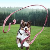 Long Tongue Dog : Mi Proyecto del curso, Fotomontaje e ilustraciones fantásticas en Photoshop. . Un progetto di Fotografia, Collage, Ritocco fotografico, Illustrazione digitale, Composizione fotografica e Fotomontaggio di Elodie Spagnol Nouveliere - 06.01.2022