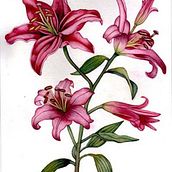 Mi Proyecto del curso: Acuarela botánica: ilustra la anatomía de las flores. Traditional illustration, Fine Arts, Painting, Drawing, Watercolor Painting, and Botanical Illustration project by Estrella Pizarro - 01.09.2022