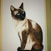 siamese. Un progetto di Fotografia di sagu1961 - 10.01.2022