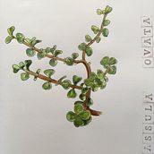 Mon projet du cours : Carnet de croquis botanique : une approche méditative. Traditional illustration, Sketching, Drawing, Watercolor Painting, Botanical Illustration, and Sketchbook project by vickun - 01.10.2022