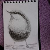 My project in Artistic Watercolor Techniques for Illustrating Birds course. Un progetto di Illustrazione tradizionale, Pittura ad acquerello, Disegno realistico e Illustrazione naturalistica di Jannetta Sosin - 12.01.2022
