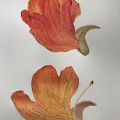Meu projeto do curso: Ilustração botânica com aquarela. Projekt z dziedziny Trad, c, jna ilustracja,  Sztuki piękne,  Malarstwo,  R, sunek, Malowanie akwarelą, R i sunek botaniczn użytkownika Yukie Kabashima - 03.01.2022