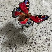 Butterfly using stumpwork and needle felting techniques.. Embroider, and Needle Felting project by Lynne Bayley - 01.14.2022