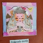Moths of the Eastern United States. Traditional illustration project by amy - 01.16.2022