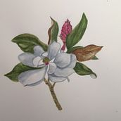 Mi Proyecto del curso: Ilustración botánica con acuarela. Un proyecto de Ilustración tradicional, Bellas Artes, Pintura, Dibujo, Pintura a la acuarela e Ilustración botánica de pascale Maquestiau - 16.01.2022