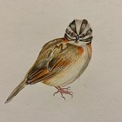 Mi Proyecto del curso: Ilustración naturalista de aves con acuarela. Un proyecto de Ilustración tradicional, Pintura a la acuarela, Dibujo realista e Ilustración naturalista				 de Mildred Ratched - 17.01.2022