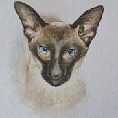 Java The Cat. Pintura em aquarela, e Desenho realista projeto de Sally Webb - 10.01.2022