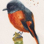 My project in Artistic Watercolor Techniques for Illustrating Birds course. Traditional illustration, Watercolor Painting, Realistic Drawing, and Naturalistic Illustration project by Narodom Tavialrp - 01.17.2022