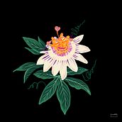 passiflora. Traditional illustration project by FLOR PINOCHI - 01.17.2022