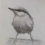 Mijn project van de cursus: Vogels illustreren met artistieke aquarel. Projekt z dziedziny Trad, c, jna ilustracja, Malowanie akwarelą, R, sunek realist, czn, Ilustracja naturalist i czna użytkownika Berta van der Meer - 17.01.2022