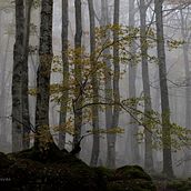 Teoria del color.Proyecto : Bosque con niebla.. Photograph, Photo Retouching, Digital Photograph, Photographic Composition, and Color Theor project by barbaruiz - 01.18.2022