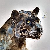 Mi Proyecto del curso: Retratos expresivos de animales en acuarela - Jaguar negro Ein Projekt aus dem Bereich Traditionelle Illustration, Aquarellmalerei, Realistische Zeichnung und Naturalistische Illustration von natachabollini - 09.12.2021