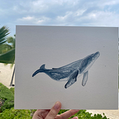 My project in Naturalist Illustration Techniques: Whales in Watercolor course . % Olivia Healy tarafından hazırlanan Geleneksel illüstras, on, Poster Tasarımı, Dijital İllüstras, on, Ve Manga projesi - 01.17.2022