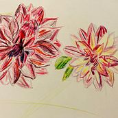 Drawings inspired by nature. Traditional illustration project by sonja_schaule - 01.18.2022