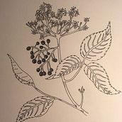 Presentación y proyectos . Een project van  Portrettekening y  Botanische illustratie van Rocío Zaragoza - 18.01.2022