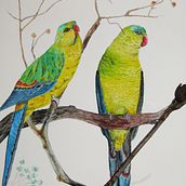 Regent parrots. Traditional illustration, Watercolor Painting, Realistic Drawing, and Naturalistic Illustration project by marc matoul - 01.21.2022