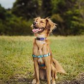 Meu projeto do curso: Fotografia lifestyle de cachorros. Een project van Fotografie, Portretfotografie, Fotografie voor Instagram,  Documentairefotografie, Lifest y le fotografie van Samanta Silva - 22.01.2022