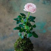Rose Kokedama. Artesanato, Design de interiores, Paisagismo, Decoração de interiores, DIY, e Design floral e vegetal projeto de Flori Sauvage - 22.01.2022