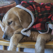 Mi Proyecto del curso: Introducción a la fotografía de perros. Un progetto di Fotografia, Fotografia di ritratto, Fotografia in studio, Fotografia documentaria, Fotografia lifest, le e Fotografia di interni di Imaria Pmarcos - 22.01.2022