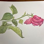 My project in Botanical Sketchbooking: A Meditative Approach course. Un progetto di Illustrazione tradizionale, Bozzetti, Disegno, Pittura ad acquerello, Illustrazione botanica e Sketchbook di Beatrice Martini - 22.01.2022