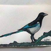 Urraca. Watercolor Painting project by Sandra Cabrera Patiño - 01.23.2022