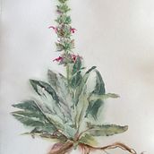 Hummingbird Sage. Watercolor Painting, and Botanical Illustration project by Karen Young - 01.23.2022