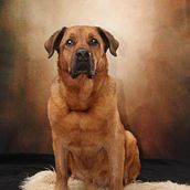 Mein Kursprojekt: Hundefotografie. Un progetto di Fotografia, Fotografia di ritratto, Fotografia in studio, Fotografia documentaria, Fotografia lifest, le e Fotografia di interni di Martin Moorland - 23.01.2022