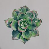 Il mio progetto del corso: Illustrazione botanica con acquerello. Traditional illustration, Fine Arts, Painting, Drawing, Watercolor Painting, and Botanical Illustration project by mrfanuli - 01.23.2022