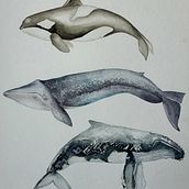 Mi Proyecto del curso: Técnicas de ilustración naturalista: ballenas en acuarela. Un proyecto de Ilustración tradicional, Diseño de carteles, Ilustración digital y Manga de Mildred Ratched - 24.01.2022