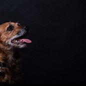Il mio progetto del corso: Introduzione alla fotografia di cani. Projekt z dziedziny Fotografia, Fotografia portretowa, Fotografia stud, jna, Fotografia dokumentalna,  Fotografia lifest, le i Fotografia wnętrz użytkownika si_86 - 24.01.2022