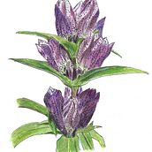 Mein Kursprojekt: Botanisches Zeichenheft: ein meditativer Ansatz Ein Projekt aus dem Bereich Traditionelle Illustration, Skizzenentwurf, Zeichnung, Aquarellmalerei, Botanische Illustration und Sketchbook von niklaus_kuenzle - 24.01.2022