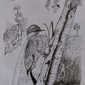 Pica-pau-dourado, ave brasileira Ein Projekt aus dem Bereich Skizzenentwurf, Zeichnung, Artistische Zeichnung, Sketchbook und Naturalistische Illustration von Antonieta Pavanelo - 15.01.2022