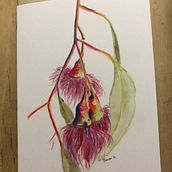 This was a project I created before starting this course : Pink Flowering Gum- I had them printed onto cards and sold many as a Christmas card. I feel very unsure when I sketch botanical so looking forward to learning how to interpret with more confidence. Un progetto di Illustrazione tradizionale, Artigianato, Belle arti, Pittura, Bozzetti, Disegno a matita, Disegno realistico, Pittura ad acquerello e Illustrazione botanica di Gina Jonson - 25.01.2022