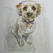 My dog Phoebe. Traditional illustration, Watercolor Painting, Realistic Drawing, and Naturalistic Illustration project by manjawil - 01.25.2022