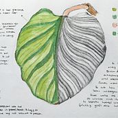 My project in Botanical Watercolor Sketchbook course. Un proyecto de Ilustración tradicional, Pintura a la acuarela, Ilustración botánica y Sketchbook de Sofia Janine - 25.01.2022