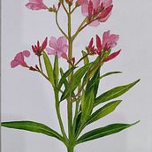 My project in Botanical Watercolor: Illustrate the Anatomy of Flowers course. Un progetto di Illustrazione tradizionale, Belle arti, Pittura, Disegno, Pittura ad acquerello e Illustrazione botanica di Sameera Vurity - 25.01.2022