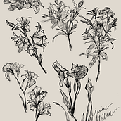 Botanical Illustration. Un projet de Illustration traditionnelle de Janice Wilona - 24.06.2022