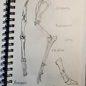 Dog anatomy. Drawing project by Tanja Konttila - 01.25.2022