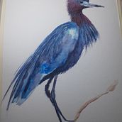 Mi Proyecto del curso: Ilustración naturalista de aves con acuarela. Watercolor Painting, Realistic Drawing, and Naturalistic Illustration project by Diana González - 01.25.2022
