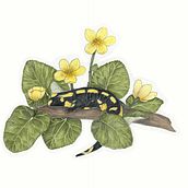 Il mio progetto del corso: Illustrazione naturale con pittura digitale. Un proyecto de Ilustración tradicional, Dibujo, Ilustración digital, Dibujo realista, Pintura digital e Ilustración naturalista				 de Noemi Talamona - 26.01.2022
