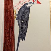Woodpecker. Un proyecto de Ilustración tradicional de Christine Kosowick - 27.01.2022