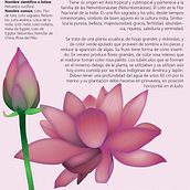 Ilustración naturalista de flor de loto. Projekt z dziedziny Trad, c, jna ilustracja, Ilustracja c, frowa, Ilustracja naturalist i czna użytkownika Jatziry Abigail - 27.01.2022