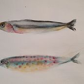 My project in Marine Universe Illustration in Watercolor course. Projekt z dziedziny Trad, c, jna ilustracja,  Malarstwo, Malowanie akwarelą, Ilustracja naturalist i czna użytkownika Marte Boro - 28.01.2022