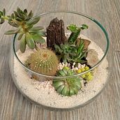Arte vegetal: crea tu propio terrario abierto. Un proyecto de Diseño, Paisajismo y Diseño de interiores de Eduardo Patiño - 28.01.2022