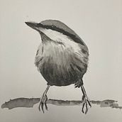 My project in Artistic Watercolor Techniques for Illustrating Birds course. Un progetto di Illustrazione tradizionale, Pittura ad acquerello, Disegno realistico e Illustrazione naturalistica di g2y6pk59vz - 23.01.2022