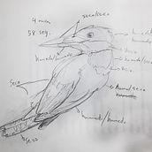 Mi Proyecto del curso: Acuarela naturalista con expresión y personalidad. Un proyecto de Ilustración tradicional, Pintura a la acuarela e Ilustración naturalista				 de Daniel Porras N. - 29.01.2022